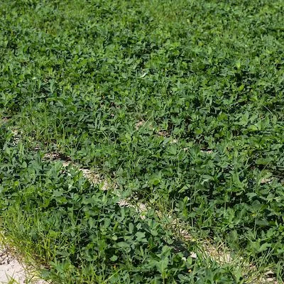 thumbnail for publication: Weed Control in Perennial Peanut